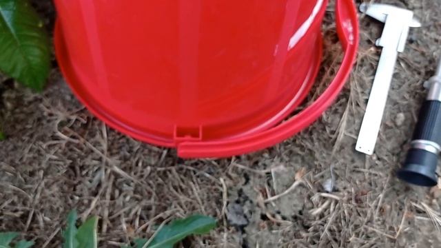 Вишня сорт Славянка