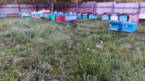 9.09.25. Третья обработка пчел дымом!!! Ждем результат!!!