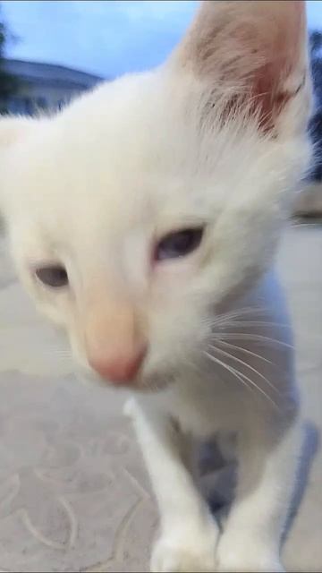 Беляшик #котята#кот