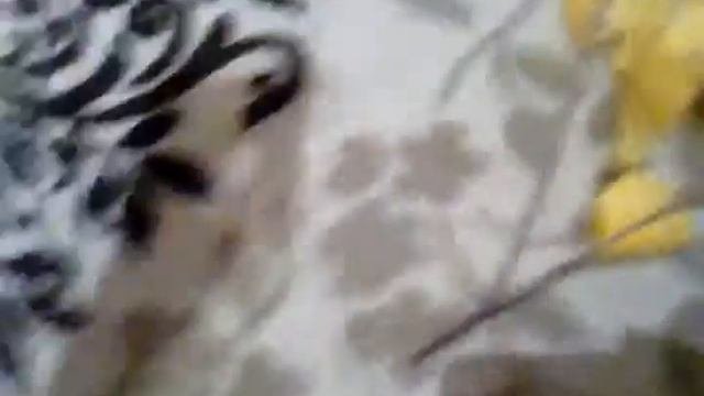 На березе растут яблоки.Шок