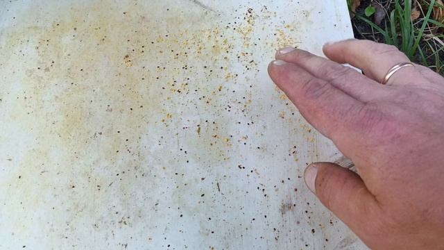 10.09.25. Результат третьей обработки пчел дымом!!!