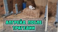 Помните 20 з*душенных утят? Показываю как мы переделали загон