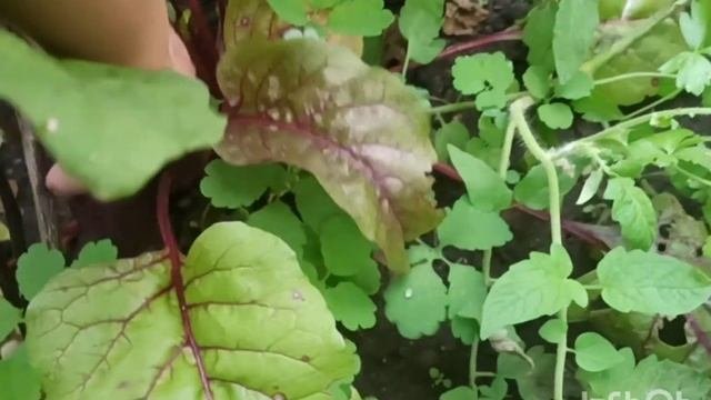 Вот какие баклажаны можно вырастить с северной сторон