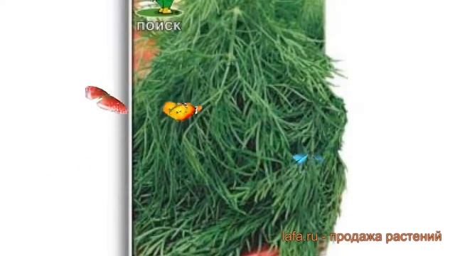 Укроп обыкновенный Салют salyut  обыкновенный укроп С