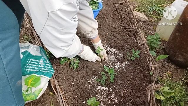 Размножение хризантемы и шалфея