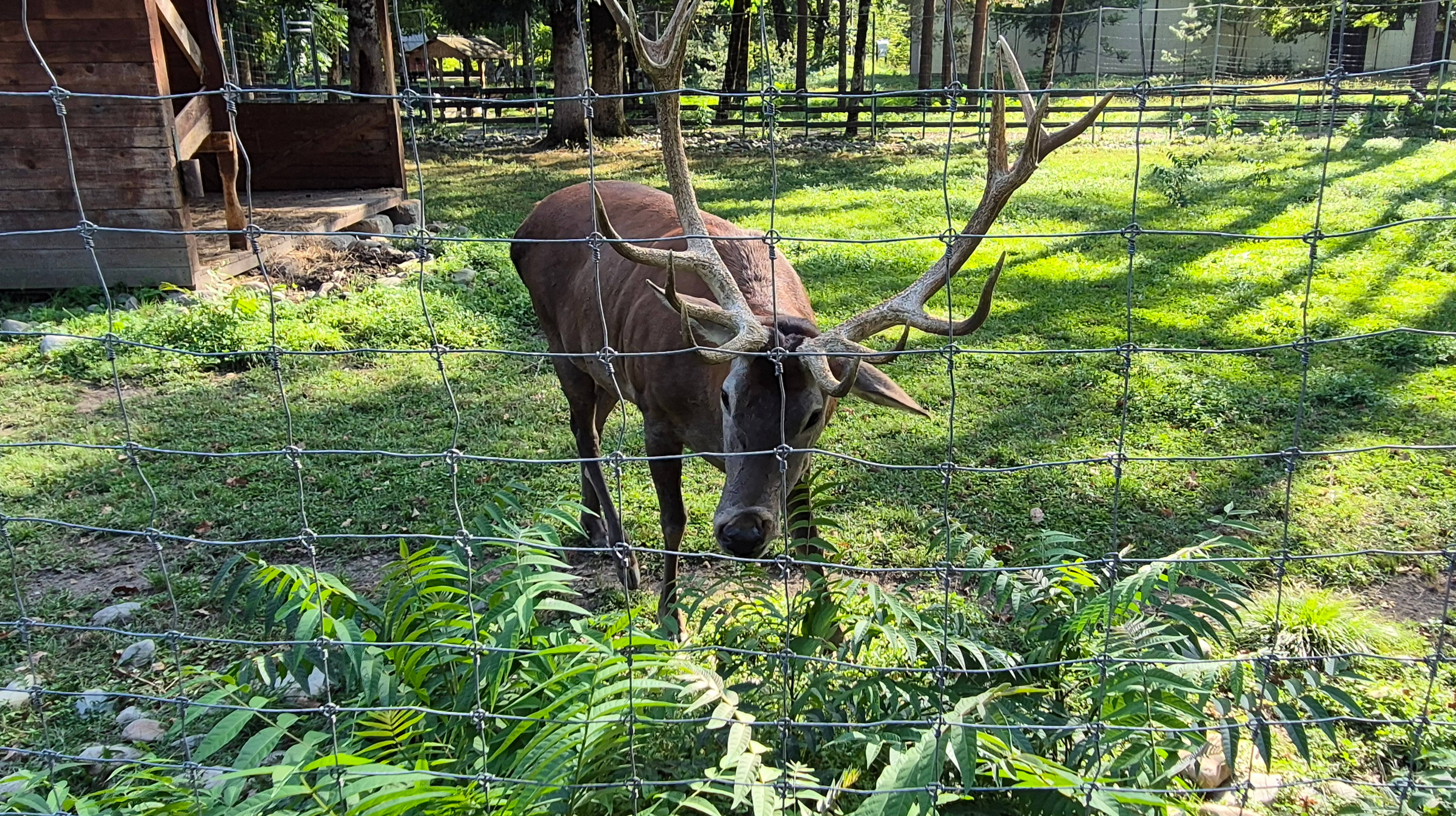 Гузерипль. #Зоопарк