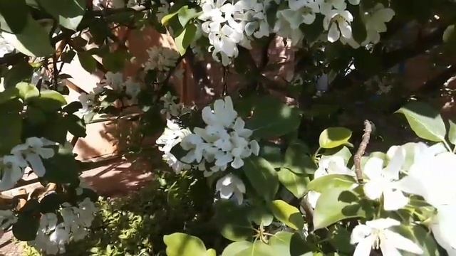 Анна Герман сады цветут. Николай Данилов.
