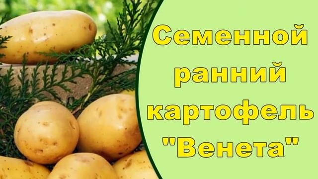 Семенной Картофель Цена