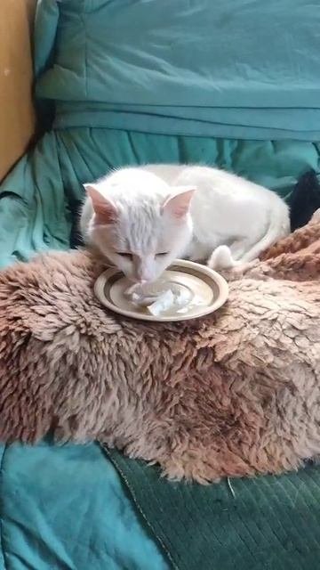 КОТ ЛЮБИТ СМЕТАНКУ