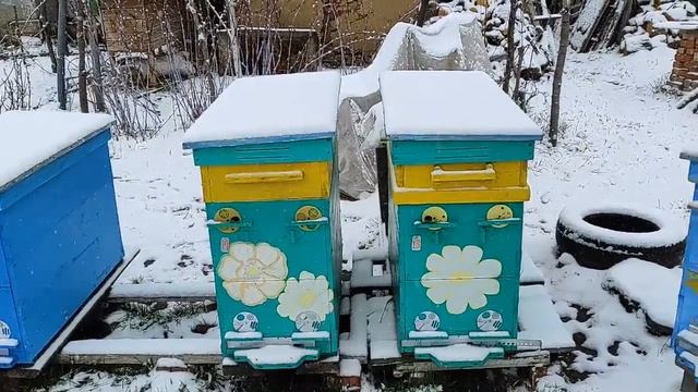 АПРЕЛЬ 2025г ! ШИКАРНОЕ ВЕСЕННЕЕ РАЗВИТИЕ ПЧЕЛИНЫХ СЕМЕ?