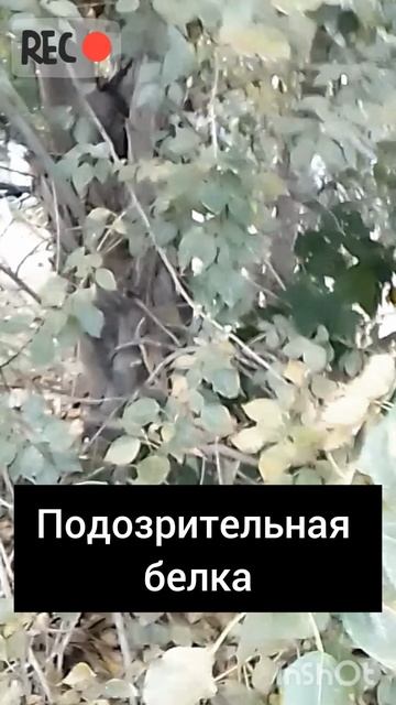Когда подозрительно