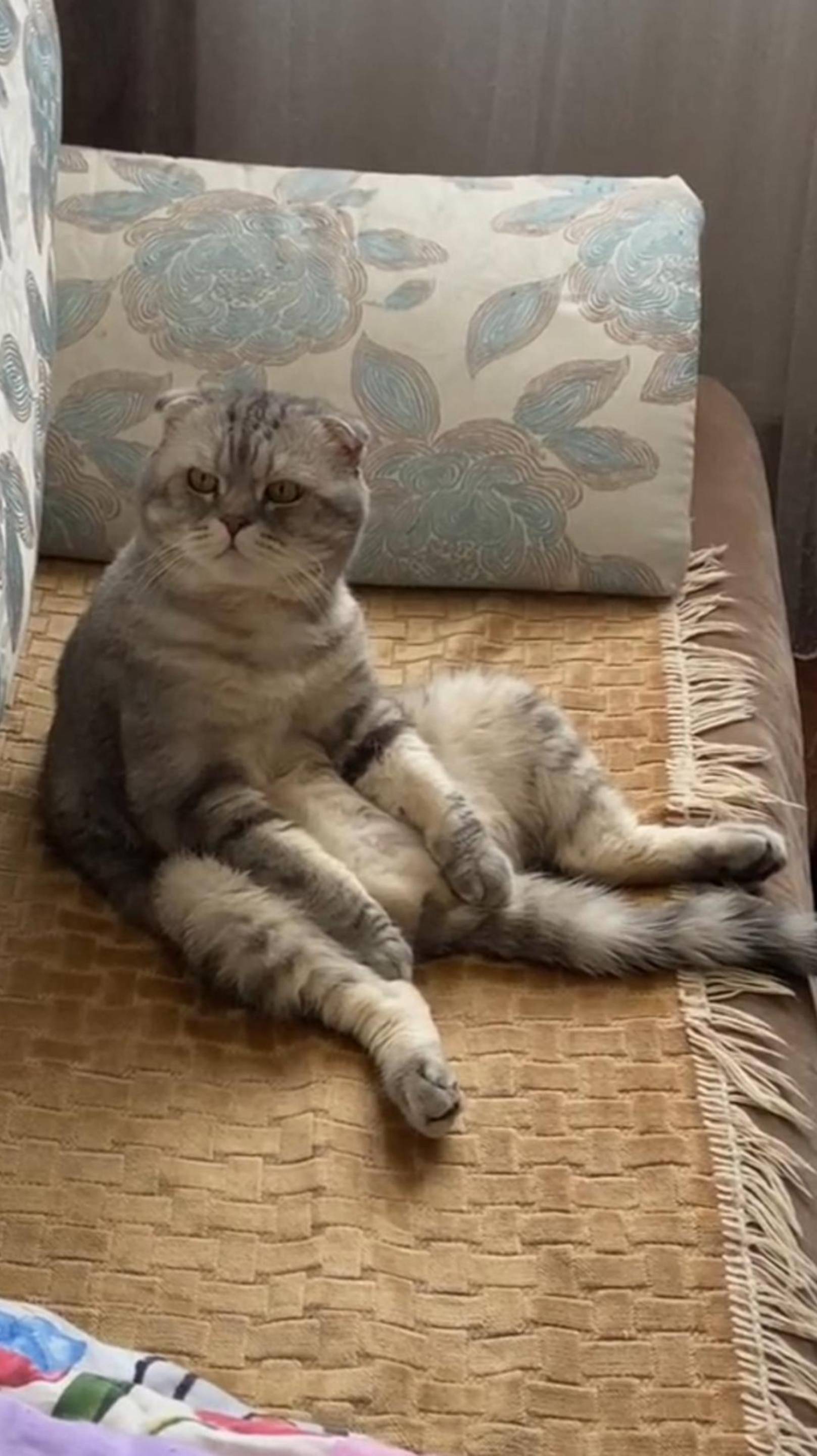 😂 НАШЛИСЬ 🙀 ДИВАННЫЕ ЭКСПЕРТЫ 🥲 ОЗВУЧКА СМЕШНОГО КОТА 🔥 #говорящийкот #озвучка #угараю