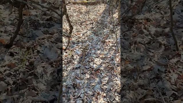 Вешенки, белки и надежда найти сморчковые шапочку в су