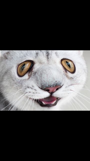 Я кот...