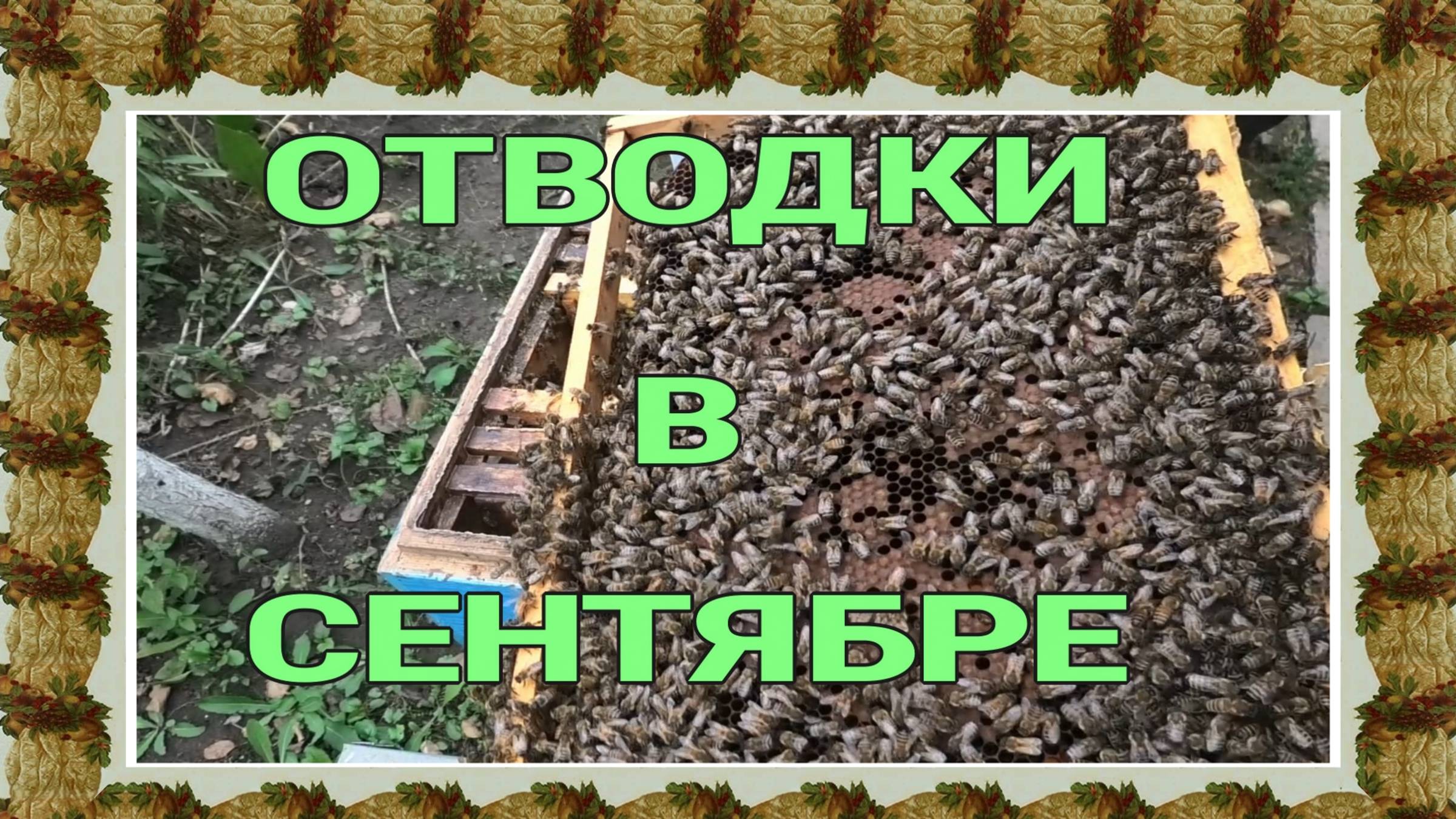 СОСТОЯНИЕ ОТВОДКОВ НА НАЧАЛО СЕНТЯБРЯ
