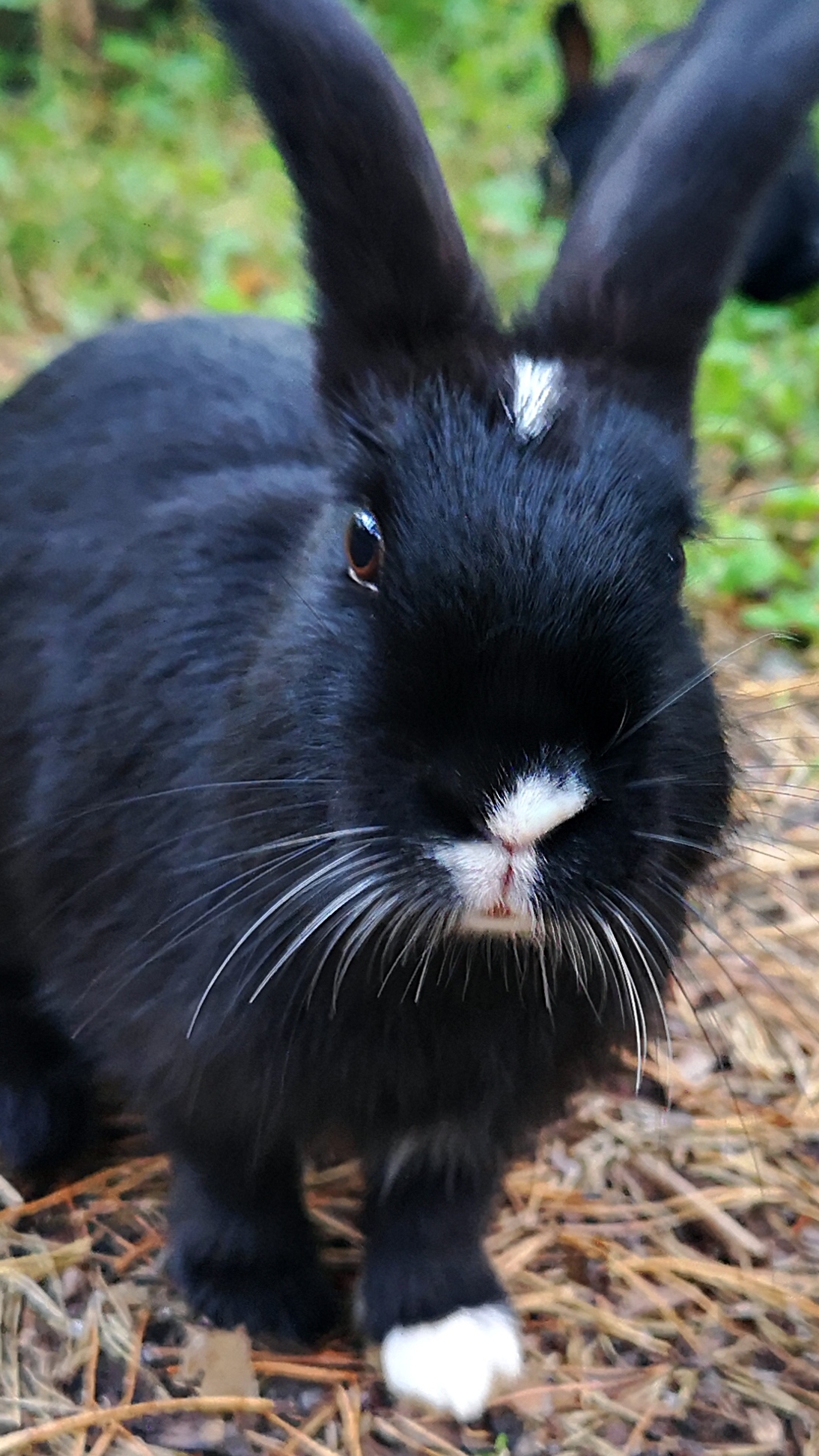 Нападение зайцев