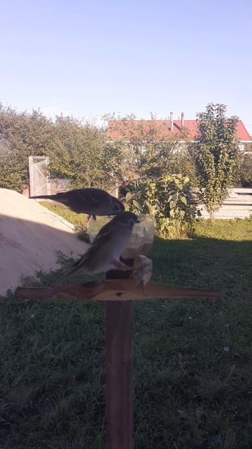 Воробьи на кормушке