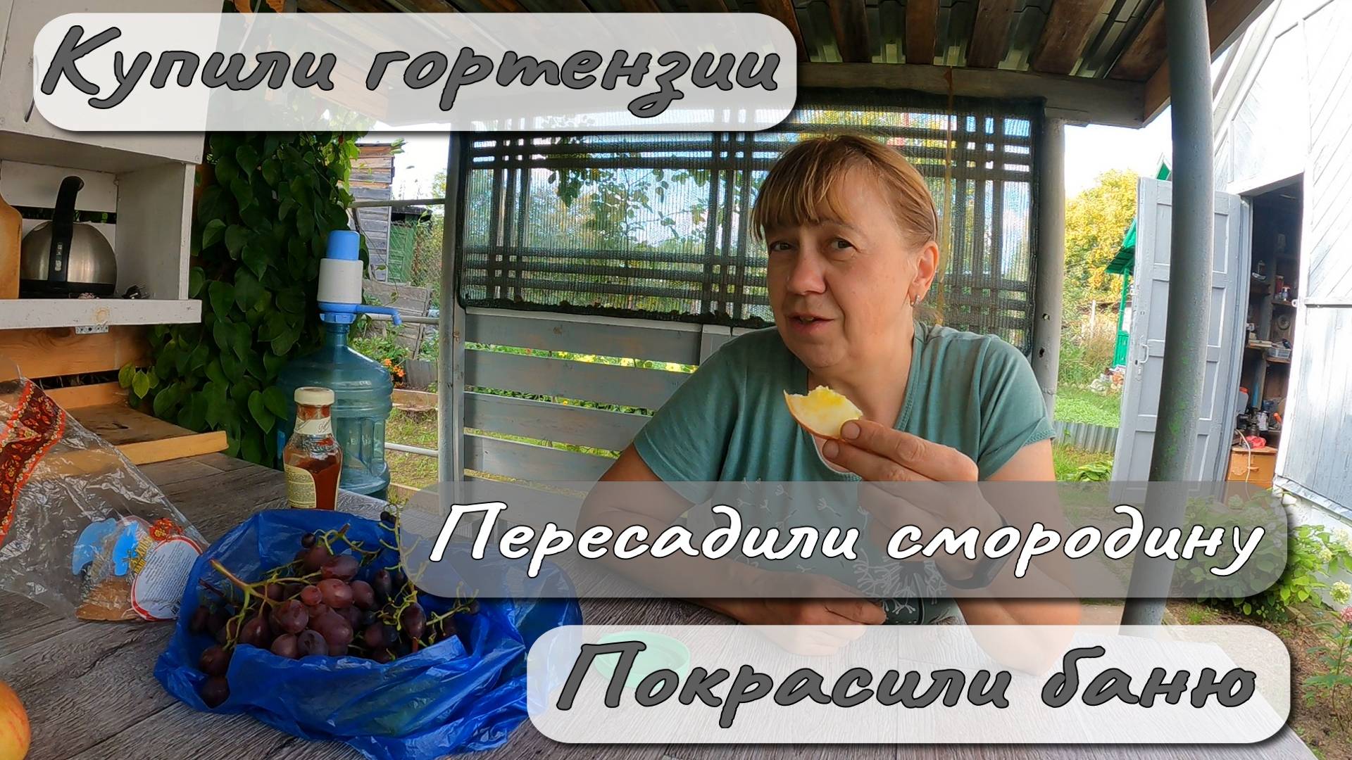 Купили гортензии Пересадили смородину Покрасили баню