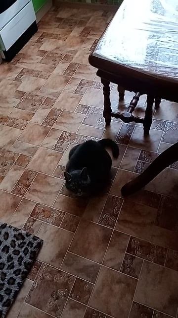 VID_20250910_160636.mp4