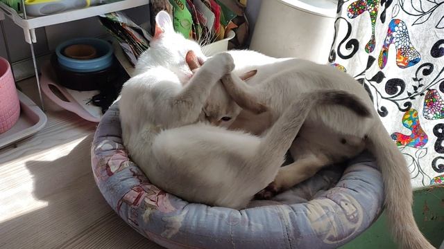 Котятам разборки, они иначе не умеют