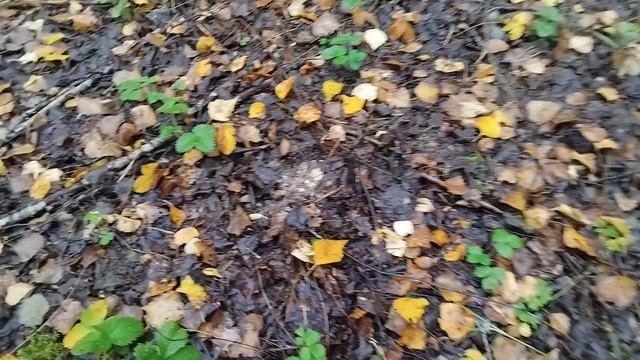 Вот и грузди пошли,лепота😃
