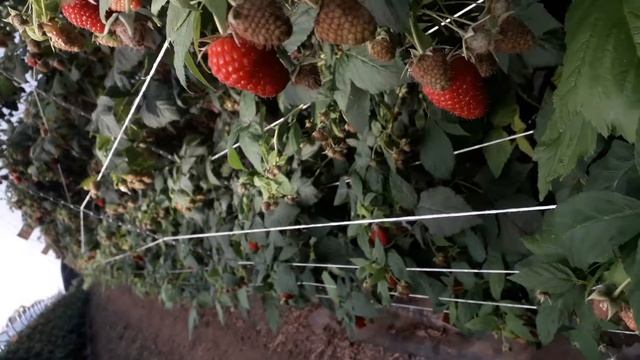 робота на малині Польща