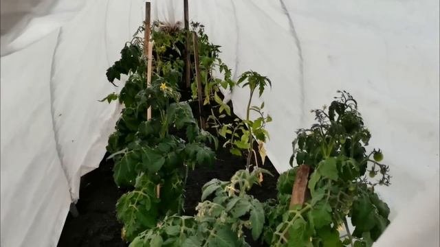 Огородные работы в начале июня! Посадил лук китайским