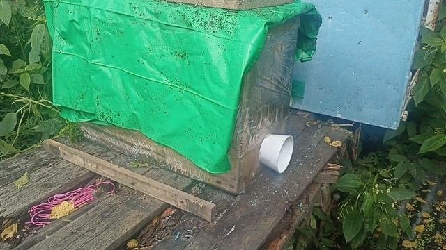 Поймал рой пчёл в ловушку Часть 2. Переехали на новое м?