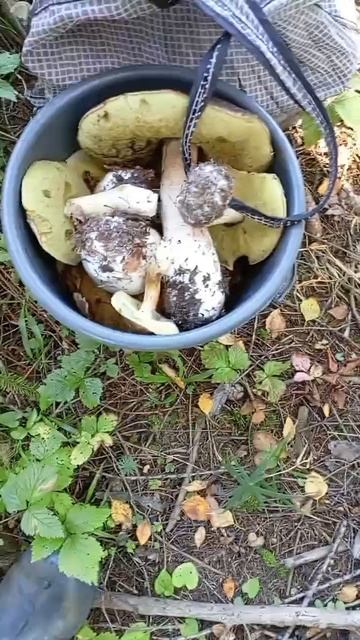 Грибы