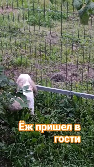 ёж пришел в гости к Элвису