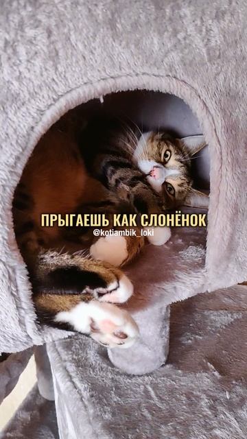 Разговор с Алисой: Скажи мне что-нибудь приятное🥰