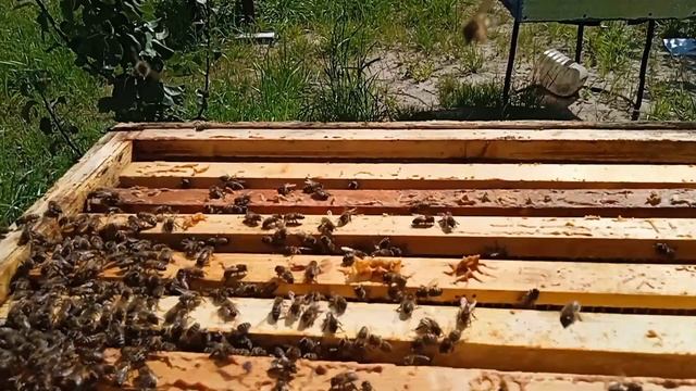 Подсадка матки в улей. Проблемная семья весь сезон.#пч?