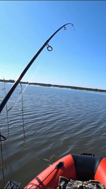 ОНЛАЙН ПОКЛЕВКА shorts рыбалка fishing рыба fish эдвардкосичка природа nature отдых rest