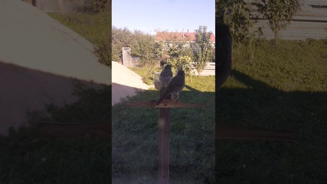 Воробьи на кормушке, сентябрь