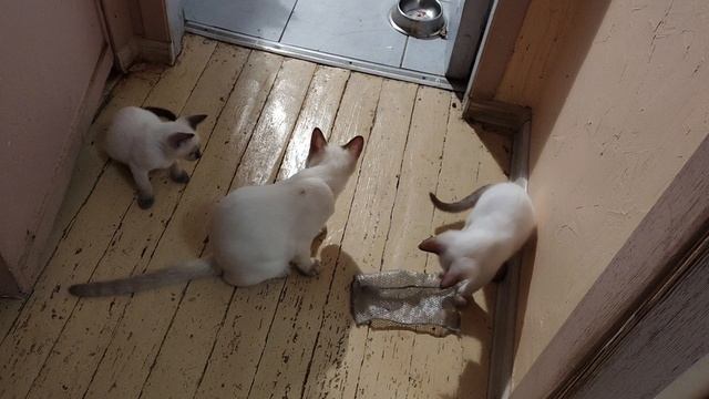 Котята добыли себе новую игрушку