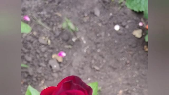 Парад Роз и Неожиданный Гость Сюрприз в Конце
