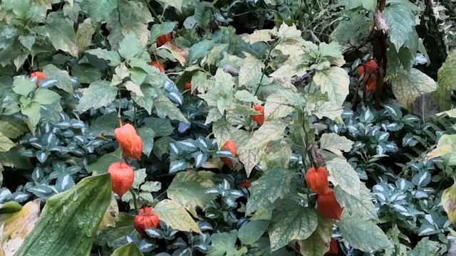 Времена года. Осень 🌾🍁🍂🥀2 сентября 2021 Георгины 🏵?