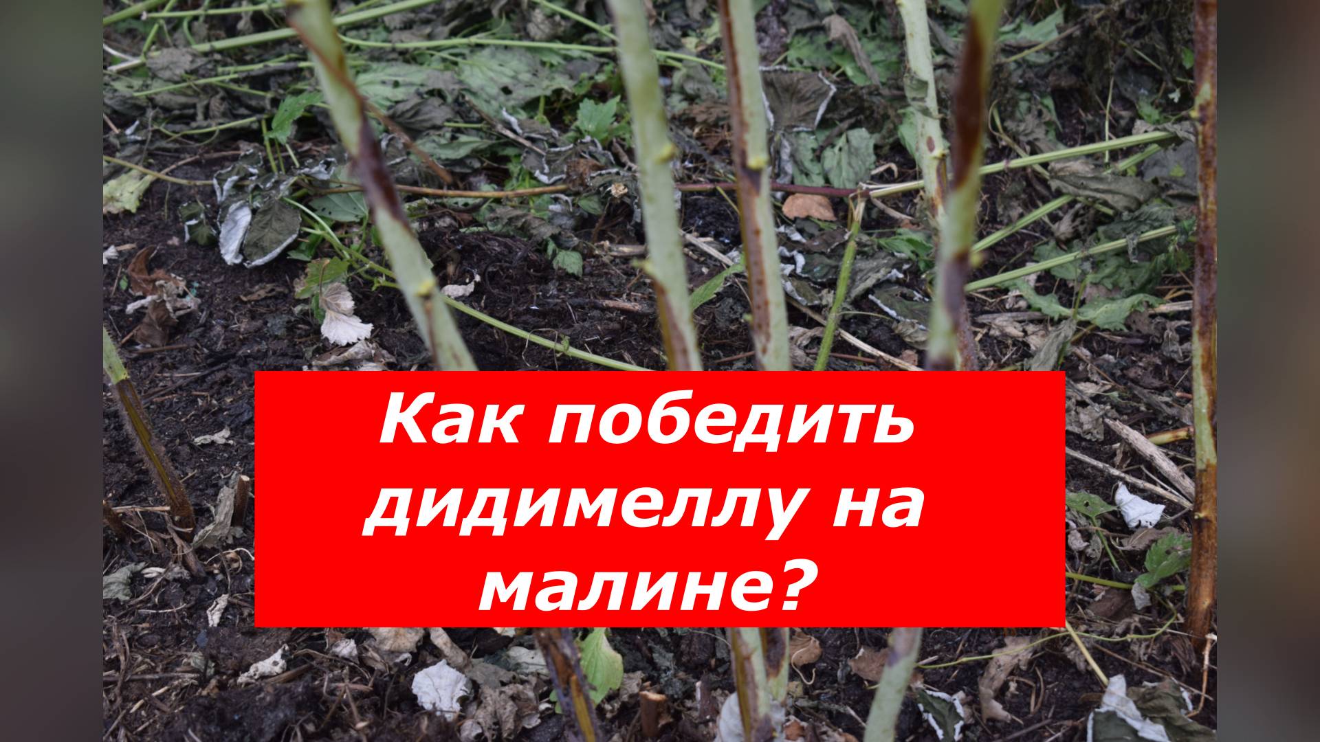 Дидимелла на малине. Что делать?