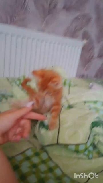 Бои без правил.