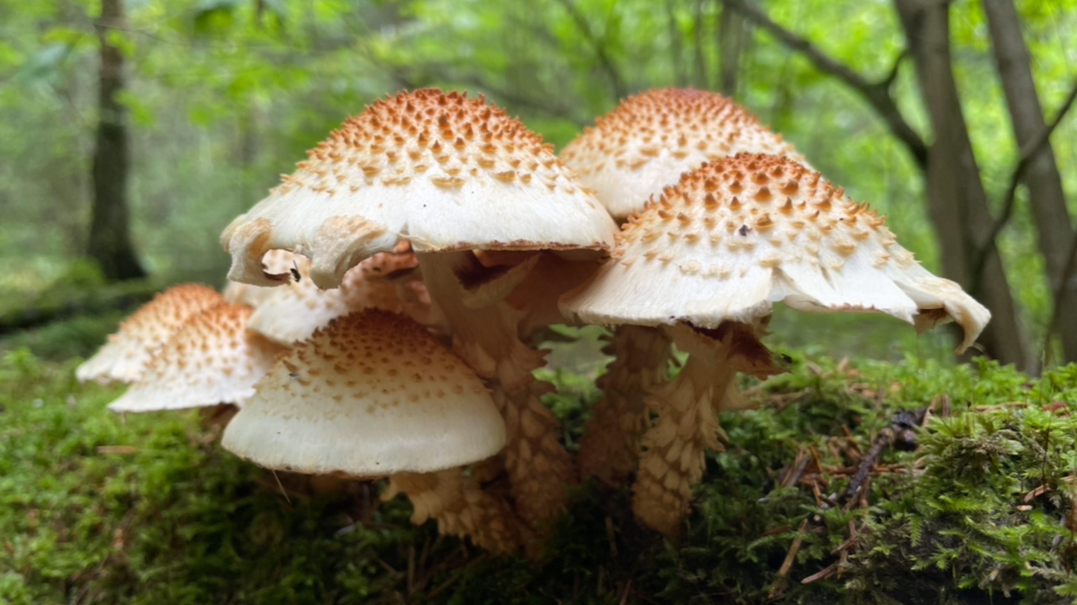 Тихая охота в конце августа | Нашли неизвестные нам не съедобные грибы