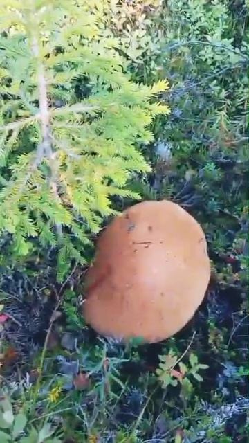 Природа севера. 🍄🍄🍄