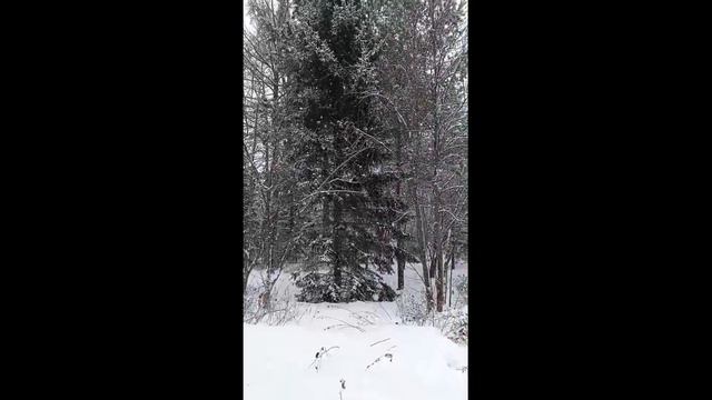 Какие деревья кормят птиц зимой?  #зима #природа #прогу?