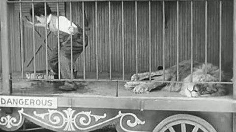 Со львом в клетке