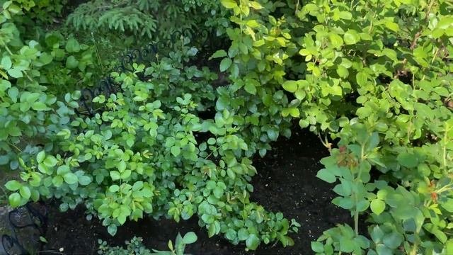 РОЗЫ ЗАБОЛЕЛИ! ШОК И СТРЕСС У РОЗ ПОСЛЕ ЗАМОРОЗКОВ И ЖА