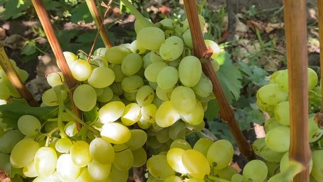 Рататуй уже дозрел рекламы не требует смотрим и насл
