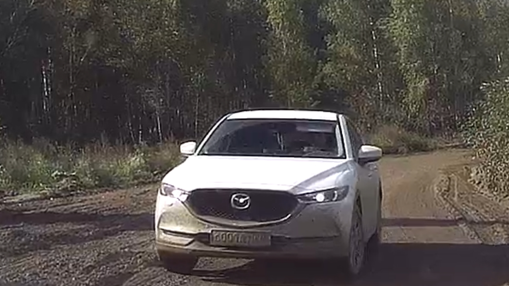 неожиданно встретил дятела на дороге