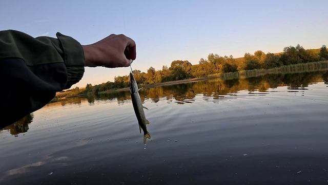 Даже мелкая щука клюет на приманки размером больше себя!