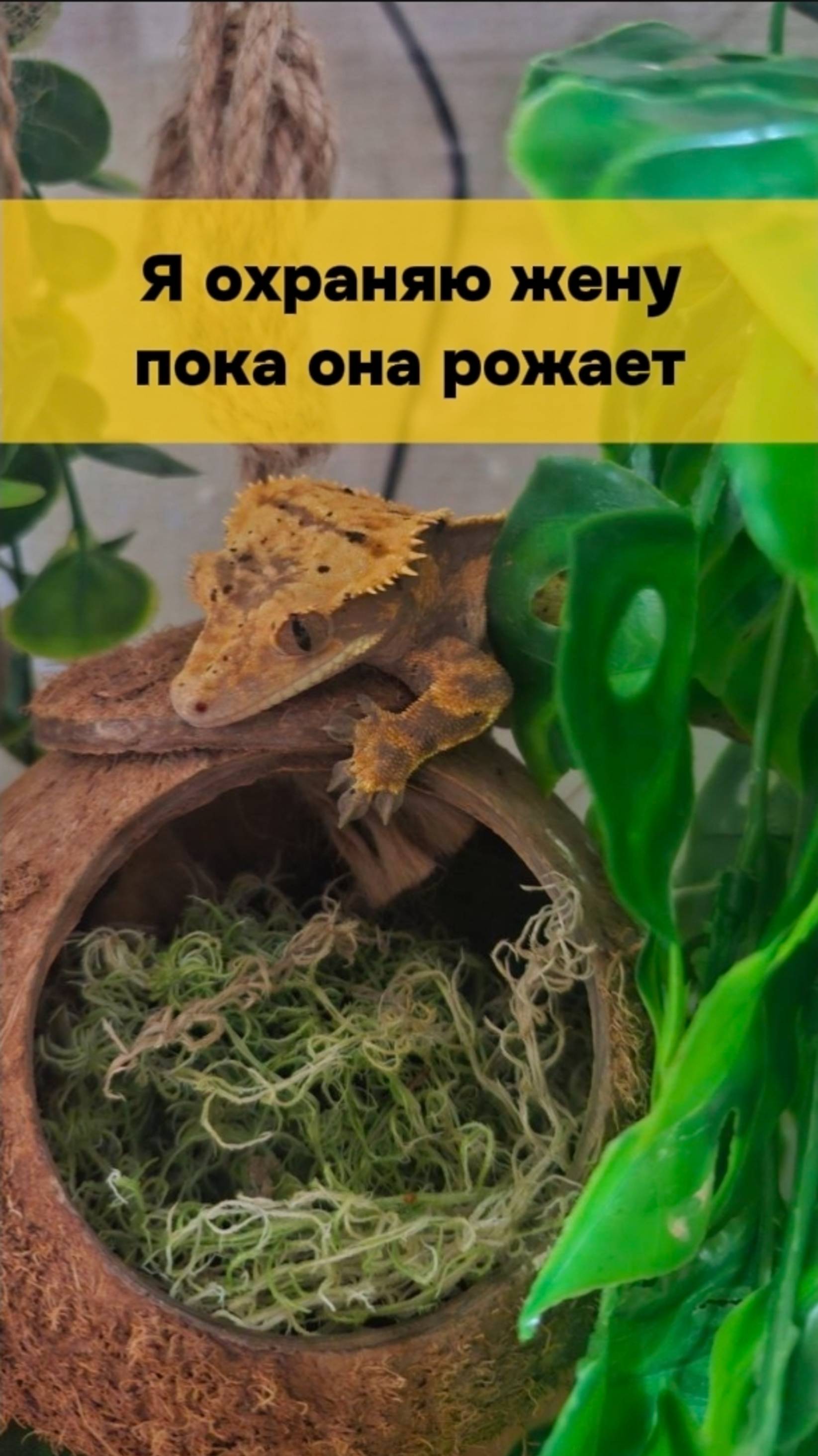 КАК ГЕККОНЫ ОТКЛАДЫВАЮТ ЯЙЦА?