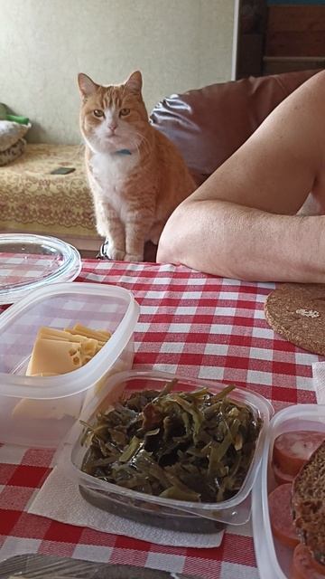 Не жадничай. Дай колбаски. #котики