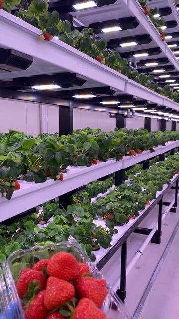 Strawberry on vertical farm